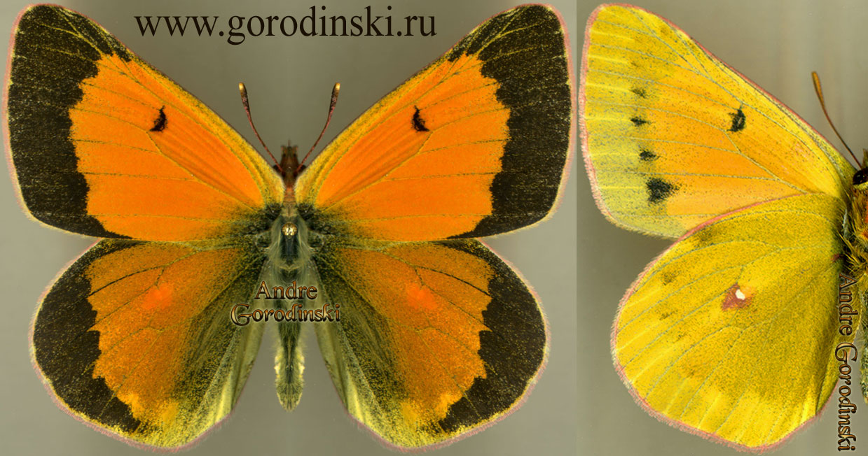 http://www.gorodinski.ru/pieridae/Colias arida cakana.jpg